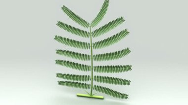 Bipinnate, akasya ağacı dalları 