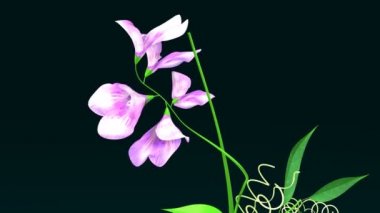Lathyrus, tatlı bezelye tesisi