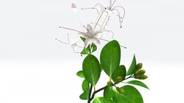 Clerodendrum thomsoniae bitki