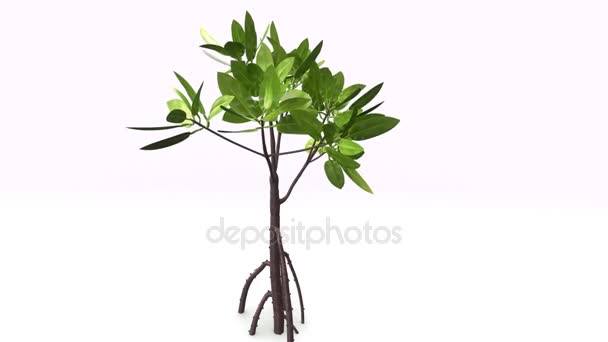 Rhizophora albero delle mangrovie tropicali — Video Stock