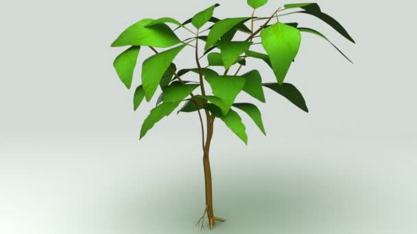plante avec racine et feuilles 
