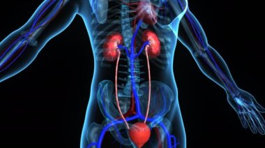 İnsan böbreklerin boşaltım anatomisi