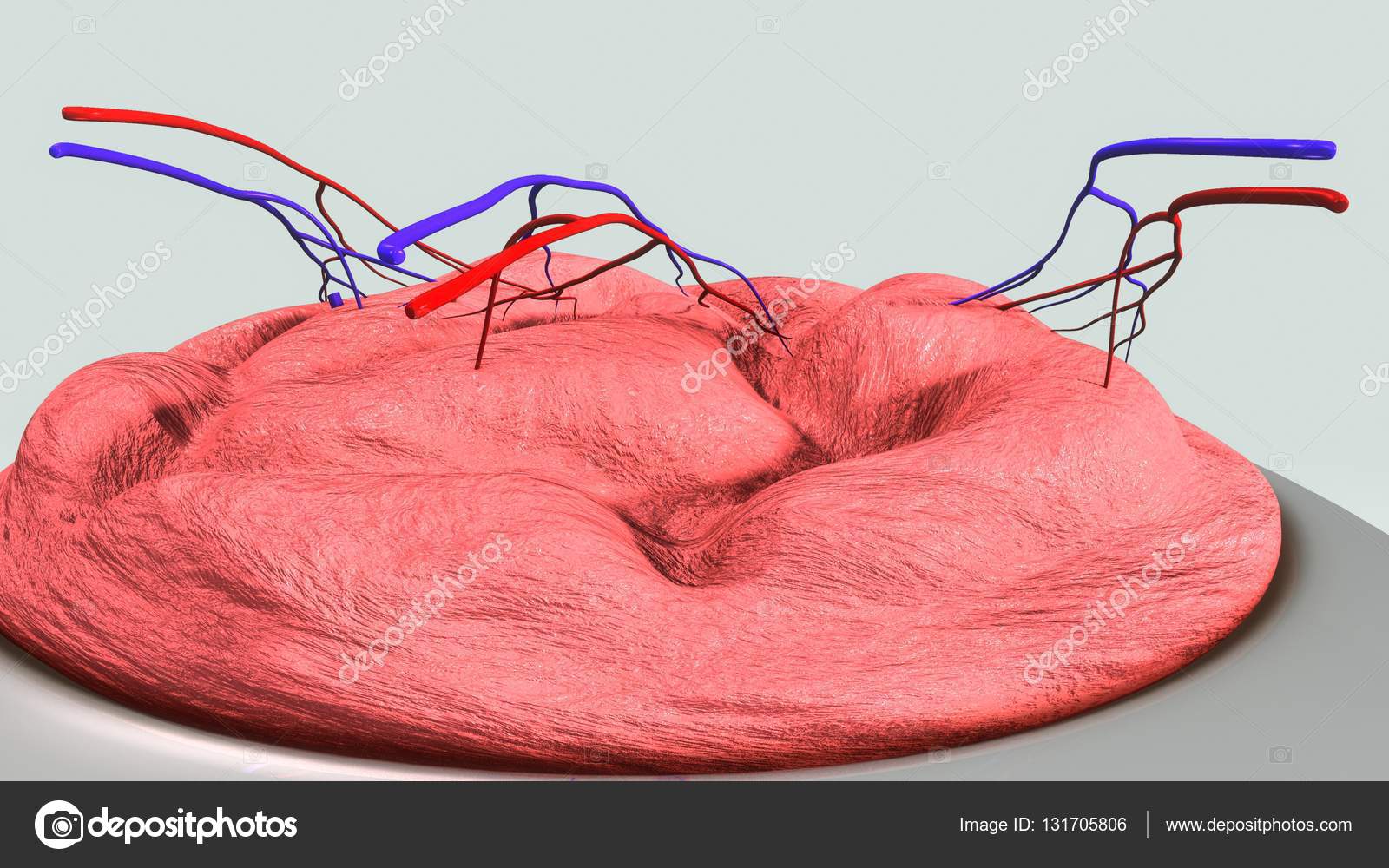 Plasenta structure illustration — Stock Photo © sciencepics 131705806