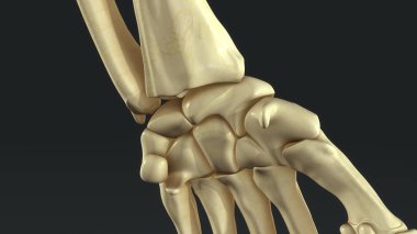  Synovial eklemlerin yakın çekim 