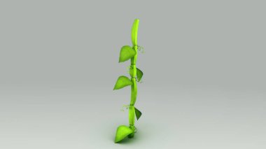 Cissus quandrangularis Grey