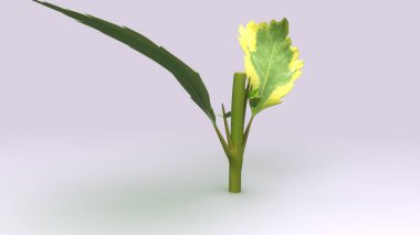 Duranta ağaç illüstrasyon 