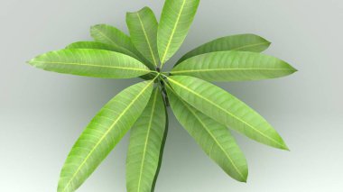 Mango (Mangifera indica), tropikal bitki