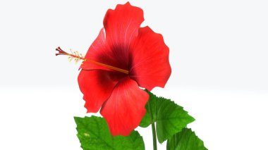 Hibiscus 3d illustration