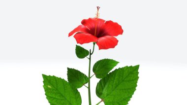 Hibiscus 3d illustration