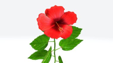 Hibiscus 3d illustration