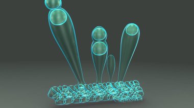 Exospores 3d illustration