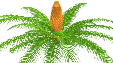 Cycas kökleri illüstrasyon