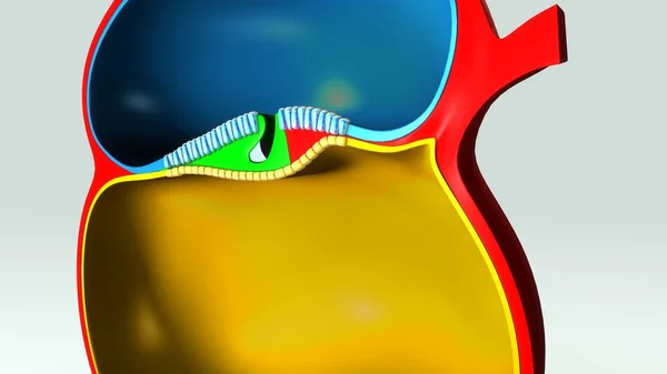 Notochord formáció illusztráció — Stock Fotó