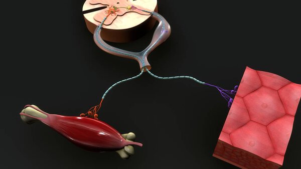 Рефлекторная система
