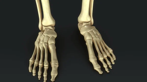 Synovial Joints close up — Stock Photo, Image