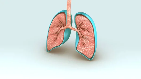 Sistema respiratório humano — Fotografia de Stock