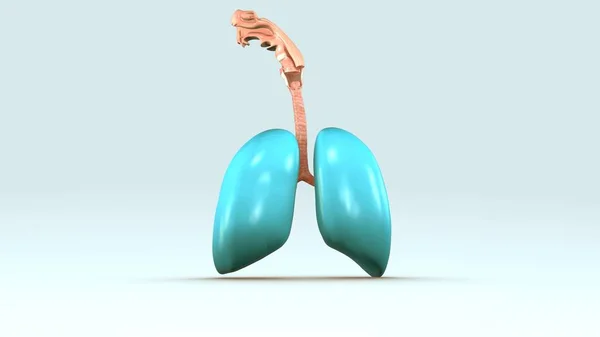 Sistema respiratorio humano — Foto de Stock