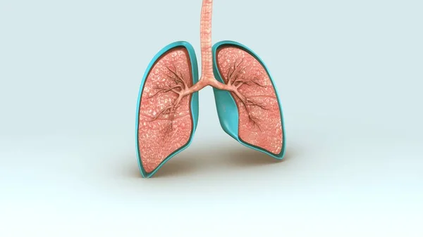 Sistema respiratorio humano —  Fotos de Stock