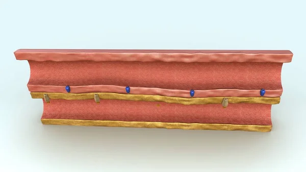 소변과 혈액 Vescle — 스톡 사진