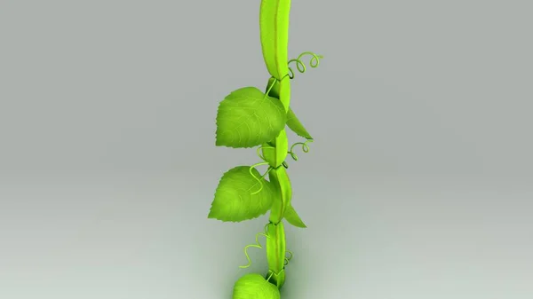 Cissus quandrangularis harmaalla — kuvapankkivalokuva