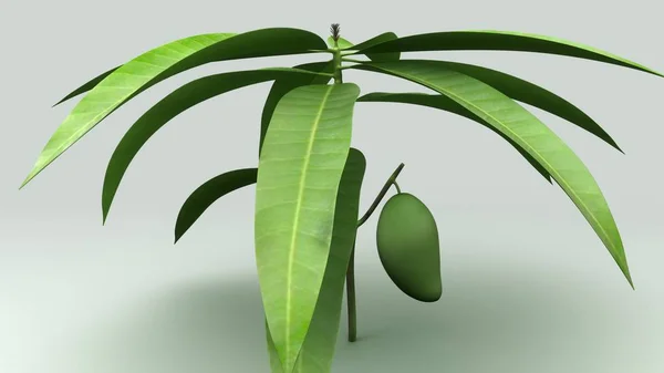 Manga (Mangifera indica), planta tropical — Fotografia de Stock