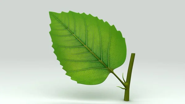 Green leaf illustration — Stock Photo, Image
