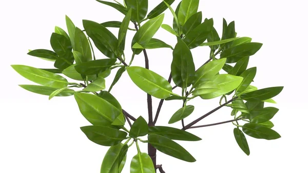 Mangrov bitkiler üzerinde beyaz — Stok fotoğraf