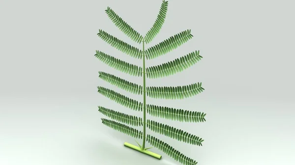 Bipinnate (Acacia) Närbild — Stockfoto