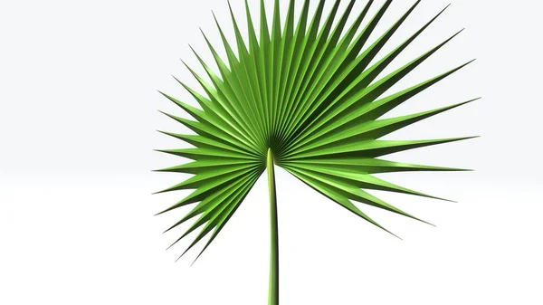 Grande folha de palmeira — Fotografia de Stock