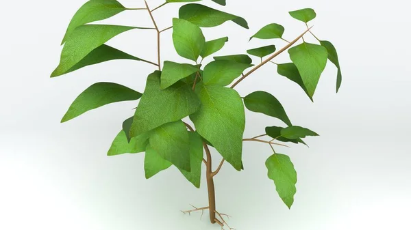 Toque em plantas raiz 3d — Fotografia de Stock
