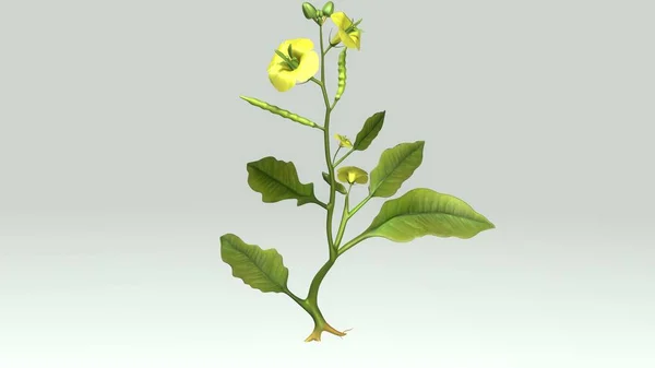Planta angiospermica 3d — Foto de Stock