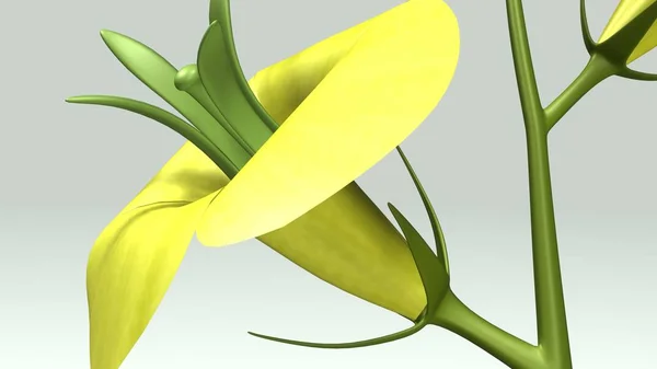 Angiospermic plant 3d — Stock Photo, Image