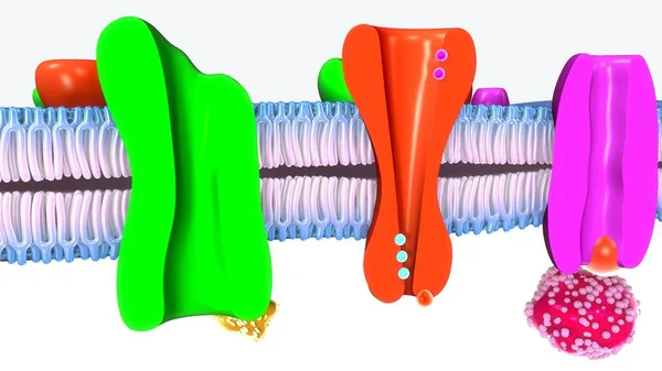 Aktives Transportsystem — Stockfoto