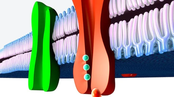 Active transport system — Stock Photo, Image