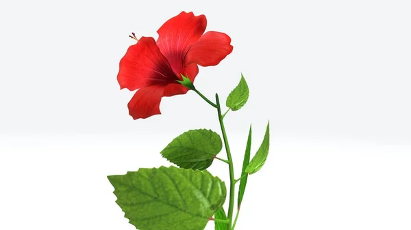 Hibiscus ilustração 3d — Fotografia de Stock