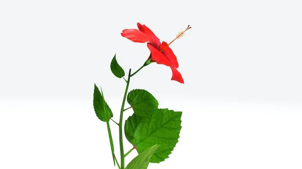 Ilustración de Hibiscus 3d —  Fotos de Stock