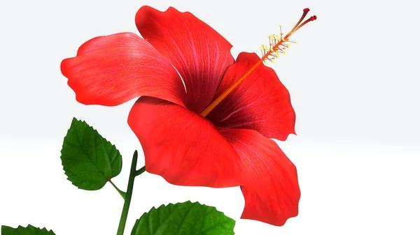 Ilustración de Hibiscus 3d —  Fotos de Stock