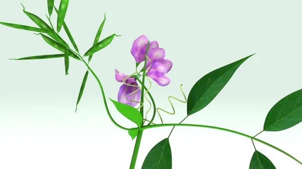 Lathyrus 3d illustration — Stockfoto