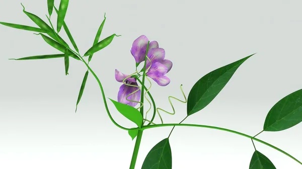 Clerodendrum 3d ilustración — Foto de Stock