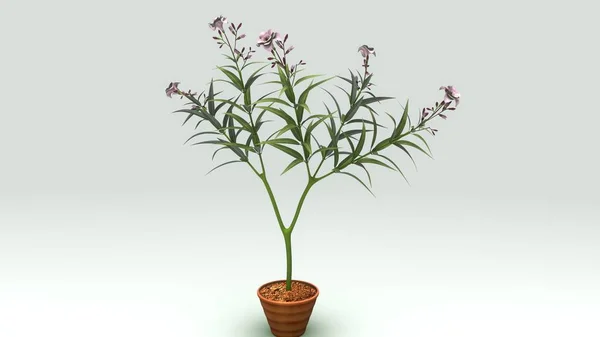 Nerium plant illustratie — Stockfoto