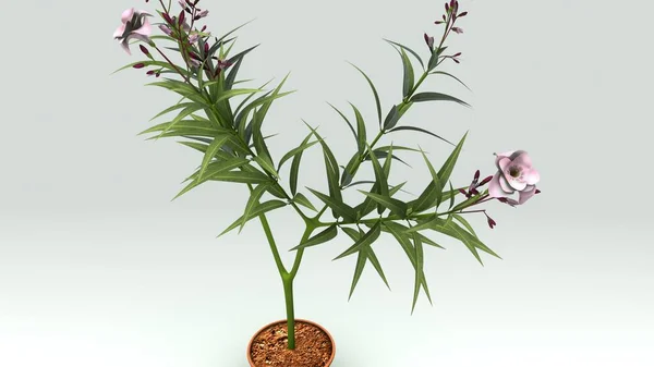 Nerium växt illustration — Stockfoto