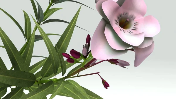 Nerium 식물 그림 — 스톡 사진