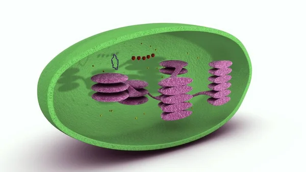 Chloroplast 3d illustration — Stock Photo, Image