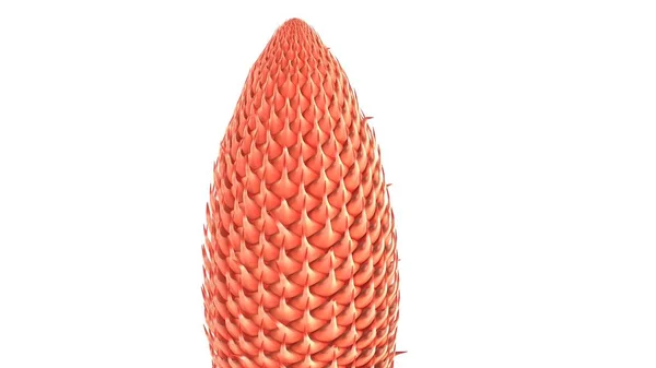 Cycas male cone — Stock Photo, Image