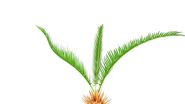 Cycas gyökerek illusztráció — Stock Fotó