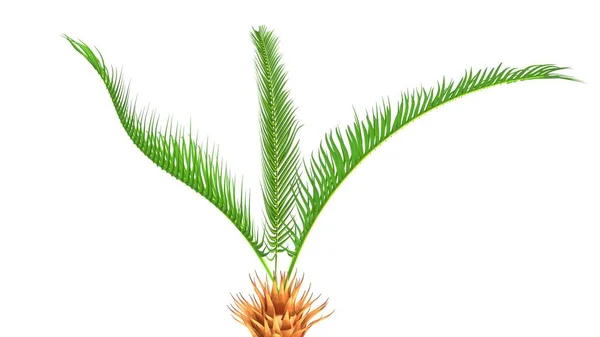 Illustrazione delle radici di Cycas — Foto Stock