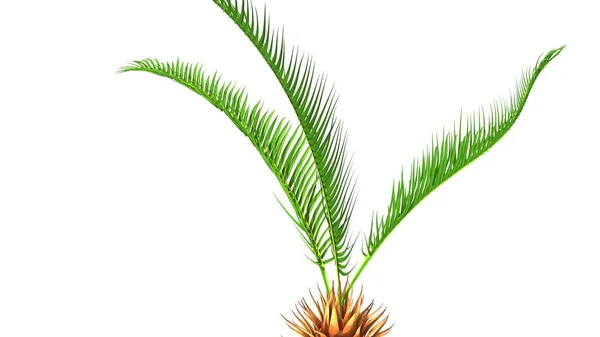 Cycas коріння ілюстрація — стокове фото