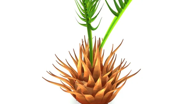 Cycas kökleri illüstrasyon — Stok fotoğraf