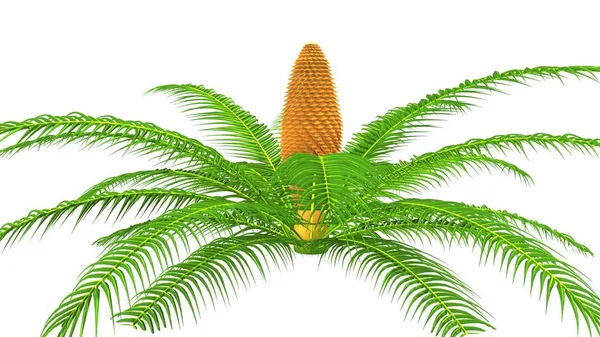 Ilustração das raízes de Cycas — Fotografia de Stock