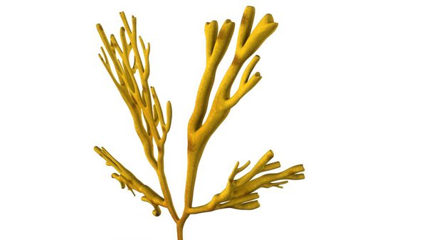 Dictyota dichotomo illustration